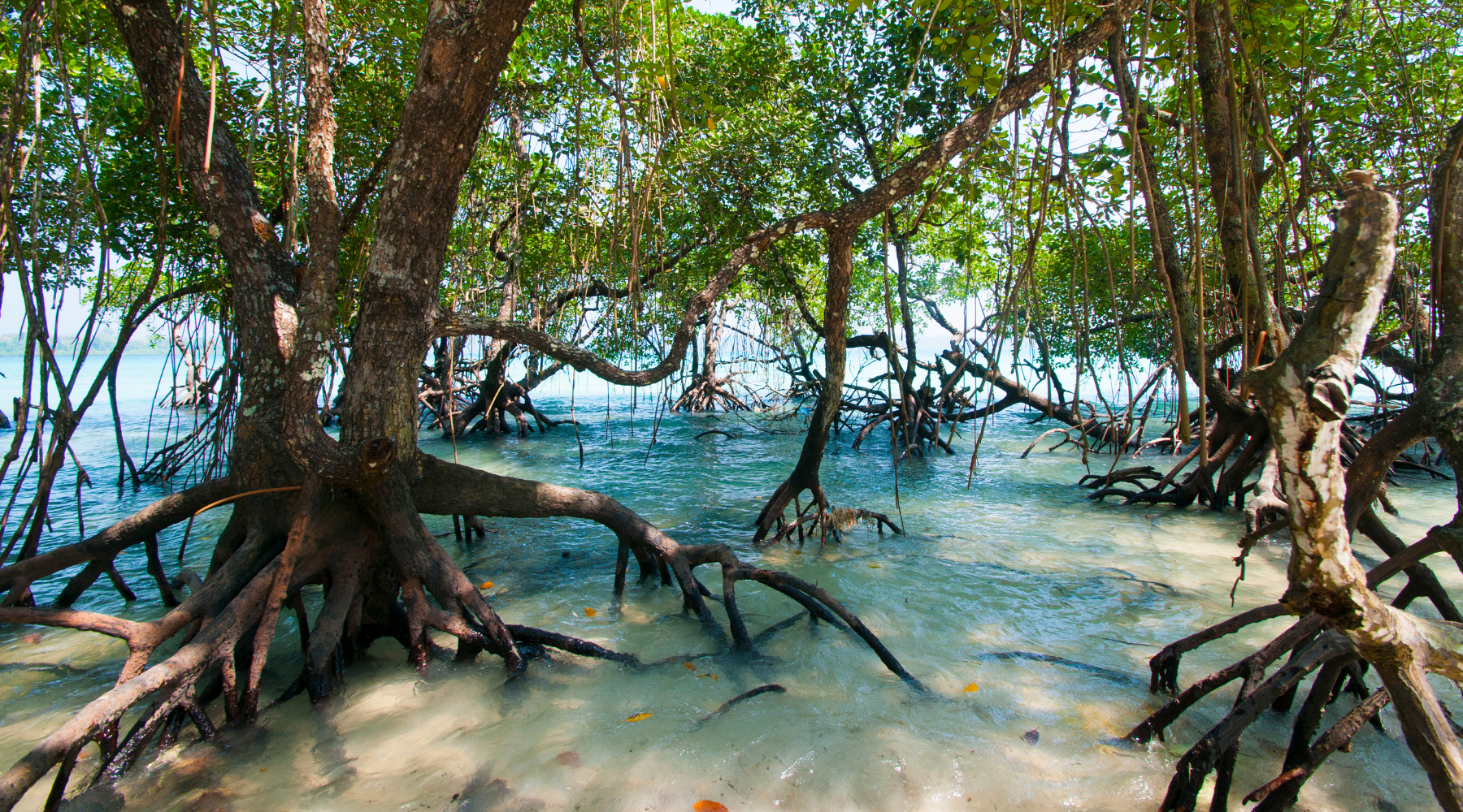Mangrove Trees