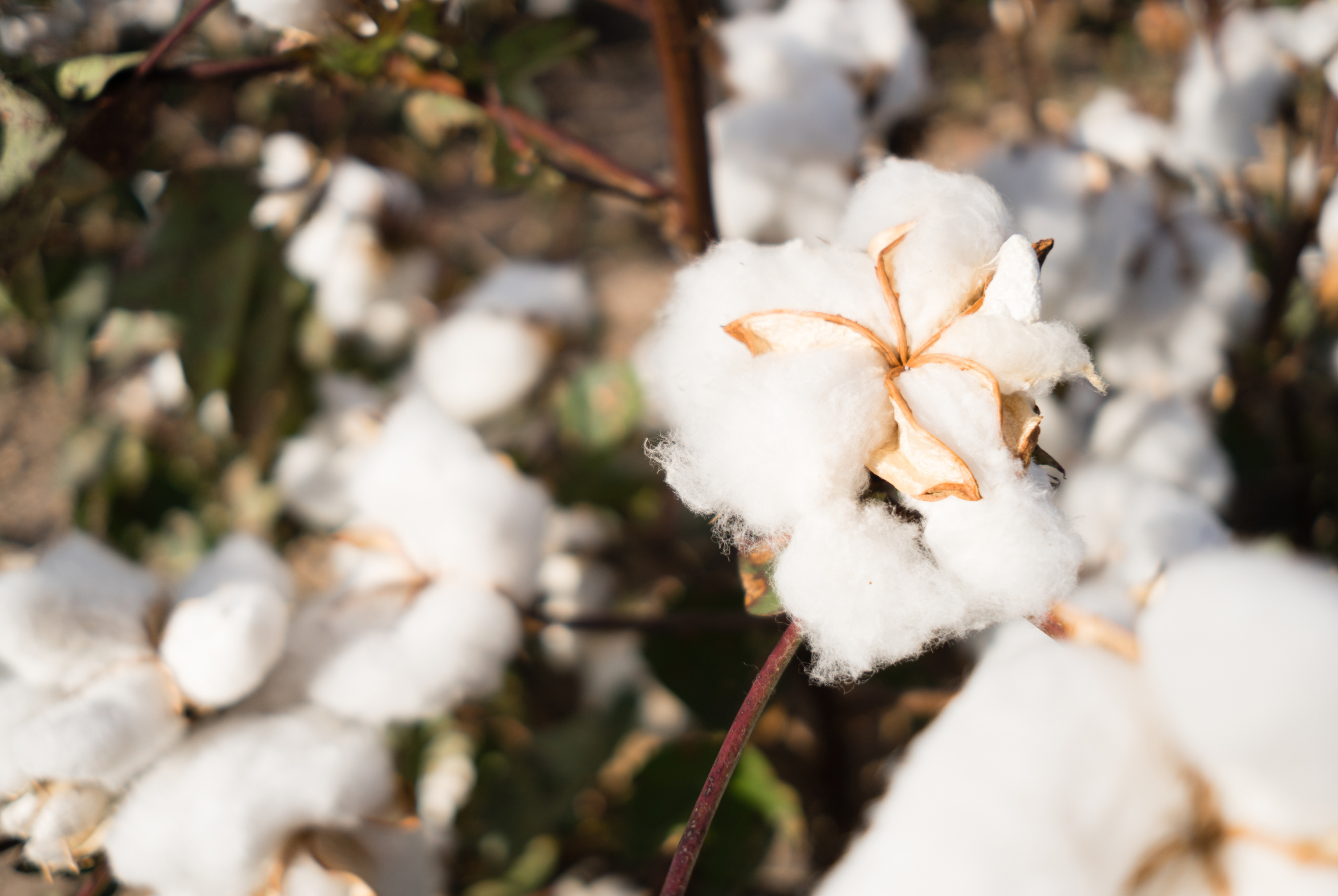organic cotton