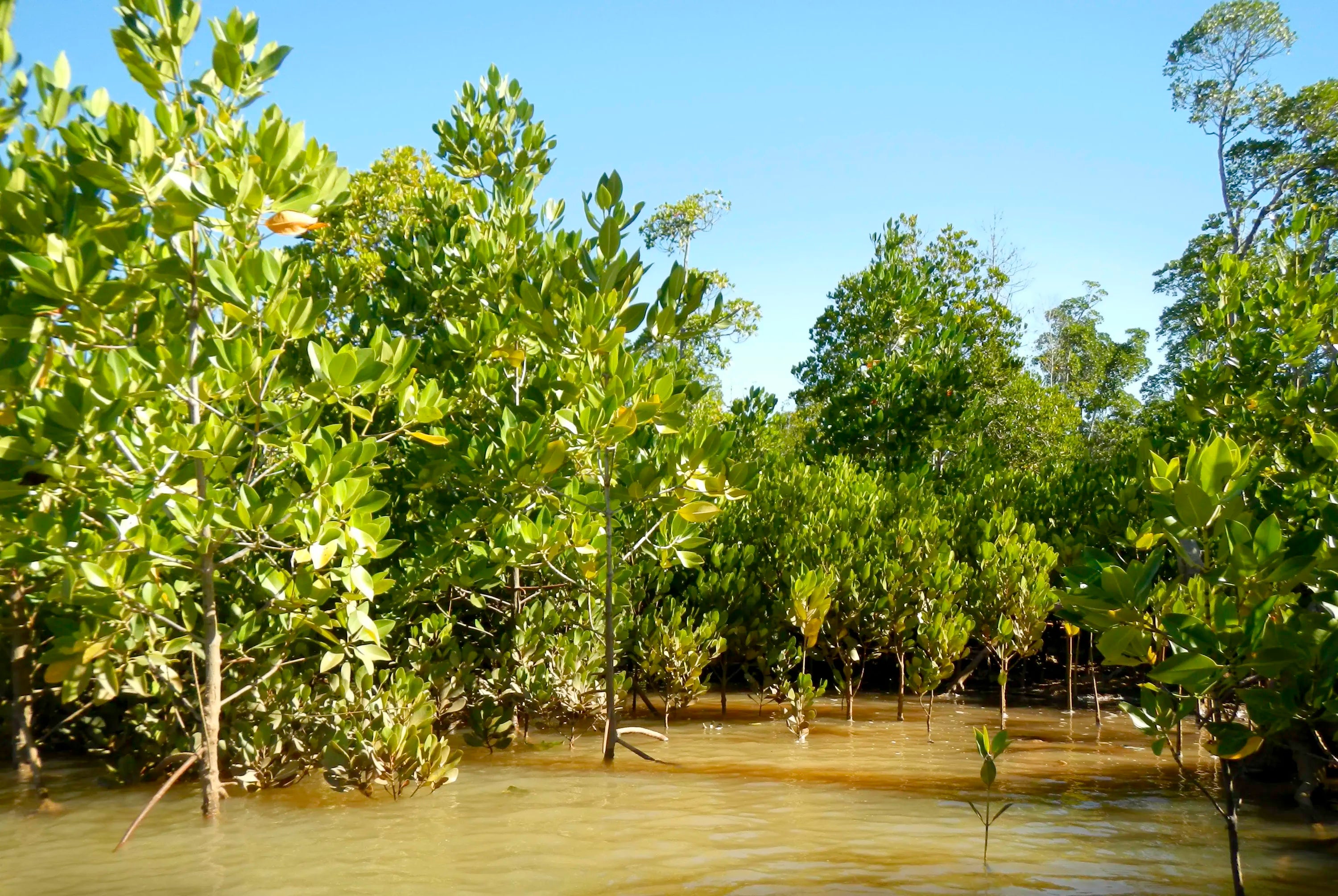 mangrove trees